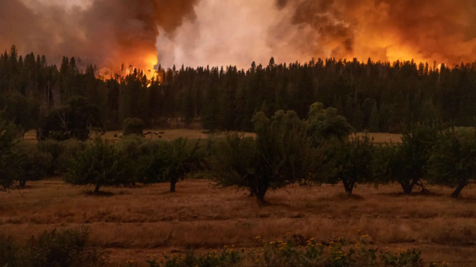 Incendios forestales cercan el parque nacional Yosemite, en EU